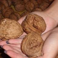 Саджанець волоський горіх Велетень